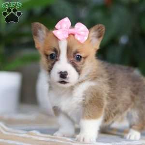 Faith, Pembroke Welsh Corgi Puppy